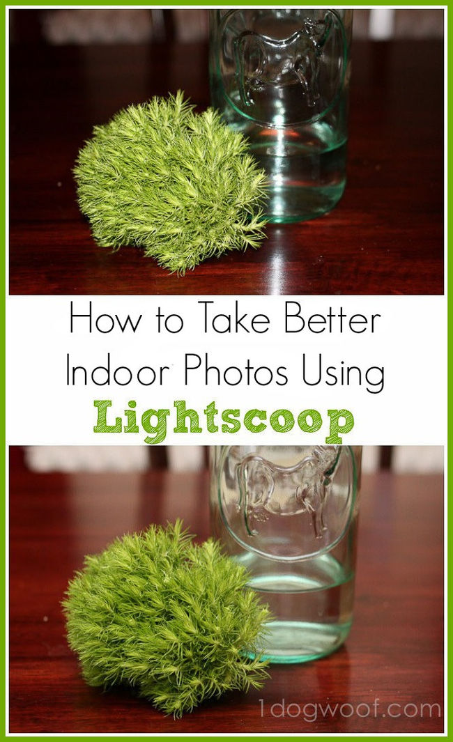 How to take bright photos indoors | One Dog Woof