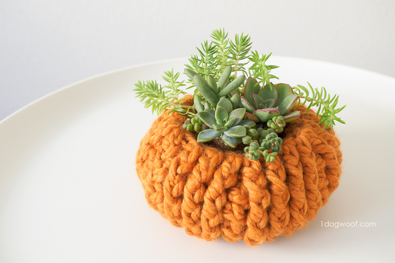 Crochet Succulent Pumpkin Planter